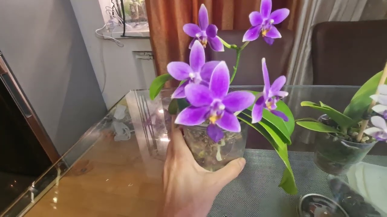 Сравниваю голубые орхидейки Сапфир в 1.7 и а-ля Purple Martin