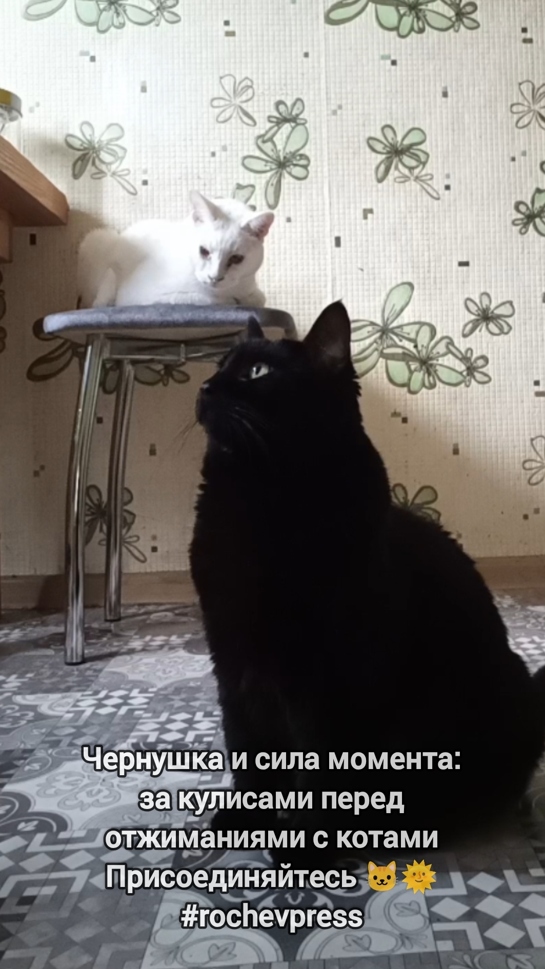Чернушка и сила момента: за кулисами перед отжиманиями с котами🐱🌞 #rochevpress #спорт #котики