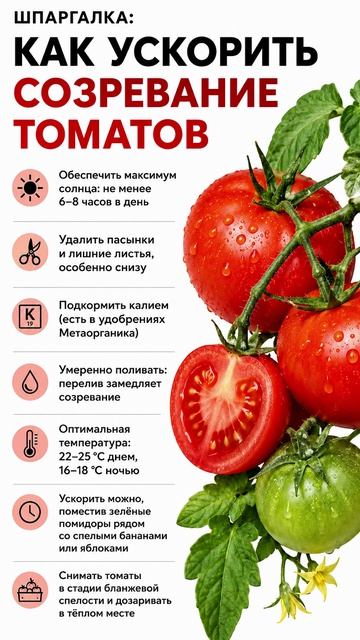 Как ускорить созревание томатов