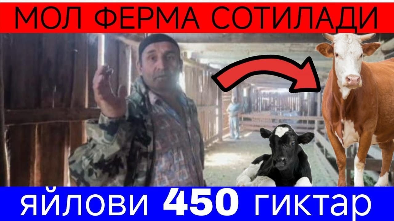 Волгоградда мол ферма сотилади