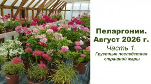 Пеларгонии. Август 2026 г. Как они перенесли страшную жару