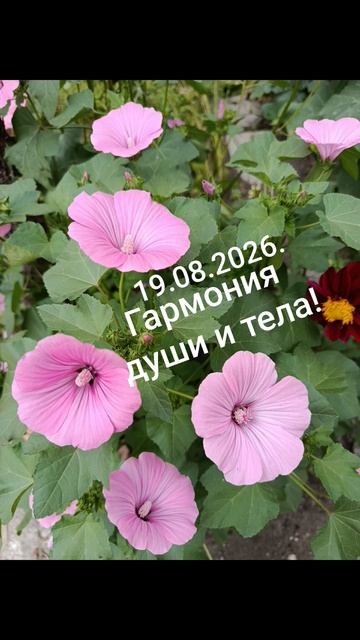 Девиз дня!✨🌈☀️19.08.2026. Гармония души и тела! #мысли #слова #чувства #разум #душа #дела