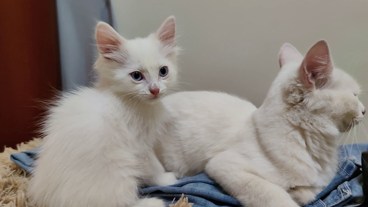 Кошка отлучает котенка от груди.