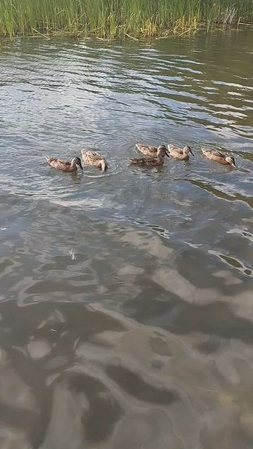 Переславль -Залесский, озеро Плещеево 🤗