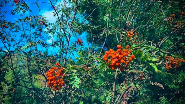 По улицам п. Черемша🌲🌱🌳🌼🌾🐈⬛🐈😺🏞️🐕