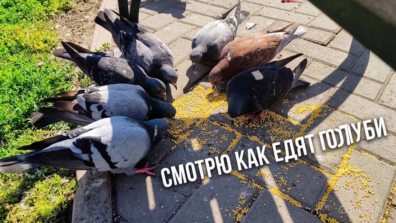 Смотрю как едят голуби.