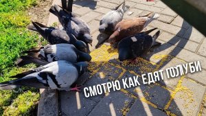 Смотрю как едят голуби.