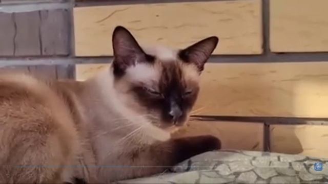 Котята  питомника кошек  САПФИР МЕКОЛЬ