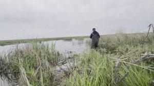 Ловля карася на валерьянку Лужа в степи полная карася