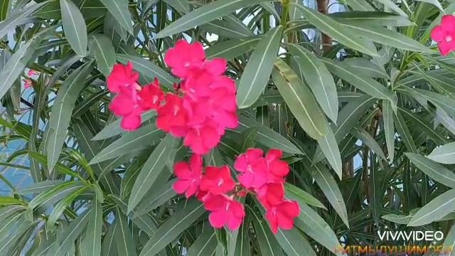 🌺🌺🌺Мелодия для души...🌺🌺🌺
Друзья, пожалуйста, без комментариев.
Проблемы с интернетом.❤️💐
