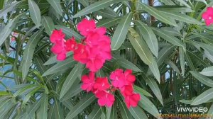 🌺🌺🌺Мелодия для души...🌺🌺🌺 Виктор Давидзон ❤️💐