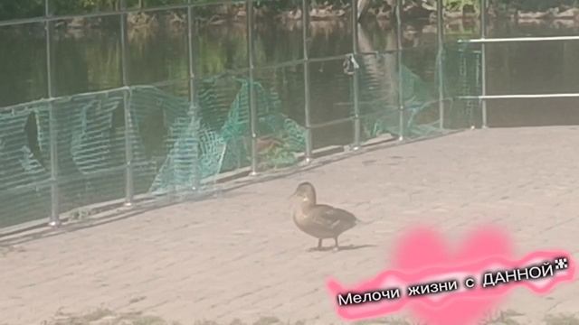 КОСТЫРЕВА**Я СТАНУ АНГЕЛОМ ТВОИМ**.РОДИТЕЛИ ВСЕГДА БУДУТ ОХРАНЯТЬ и ЗАЩИЩАТЬ СВОИХ ДЕТОК. НА ПРУДУ..
