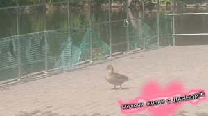 КОСТЫРЕВА**Я СТАНУ АНГЕЛОМ ТВОИМ**.РОДИТЕЛИ ВСЕГДА БУДУТ ОХРАНЯТЬ и ЗАЩИЩАТЬ СВОИХ ДЕТОК. НА ПРУДУ..