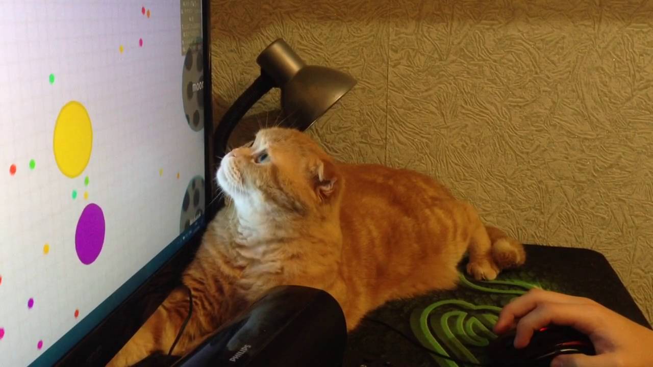 Кот и монитор
