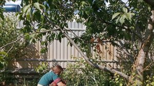 Поехала к зубному и в магазин. Срезаю виноград, 🍇 буду ставить вино.