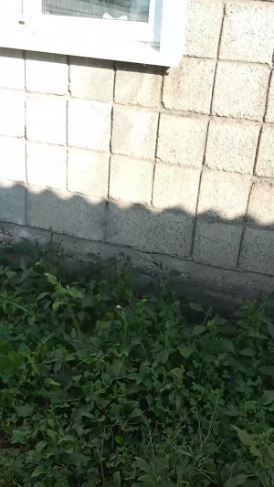козы на прогулке