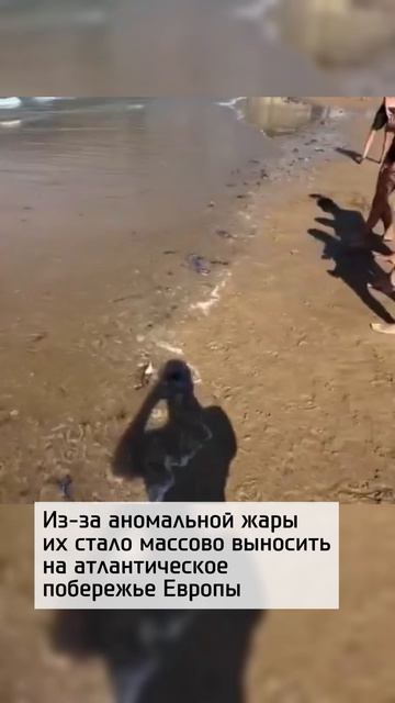 Опасные морские обитатели заполонили пляжи Европы