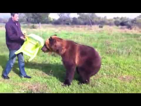 Bear Dima