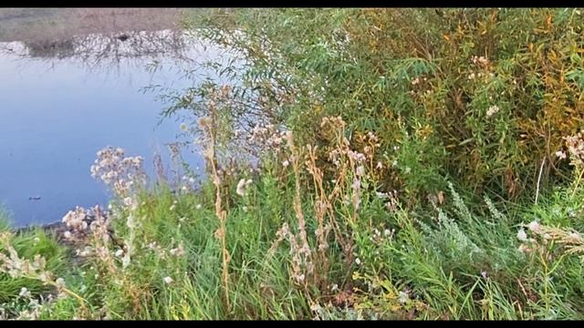 Утренняя зарисовка  ул Уральская в районе жк Дубки Видео Виктор Поживин 19.08 26