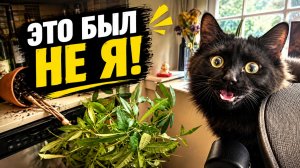 Смех до слёз: лучшие приколы №314