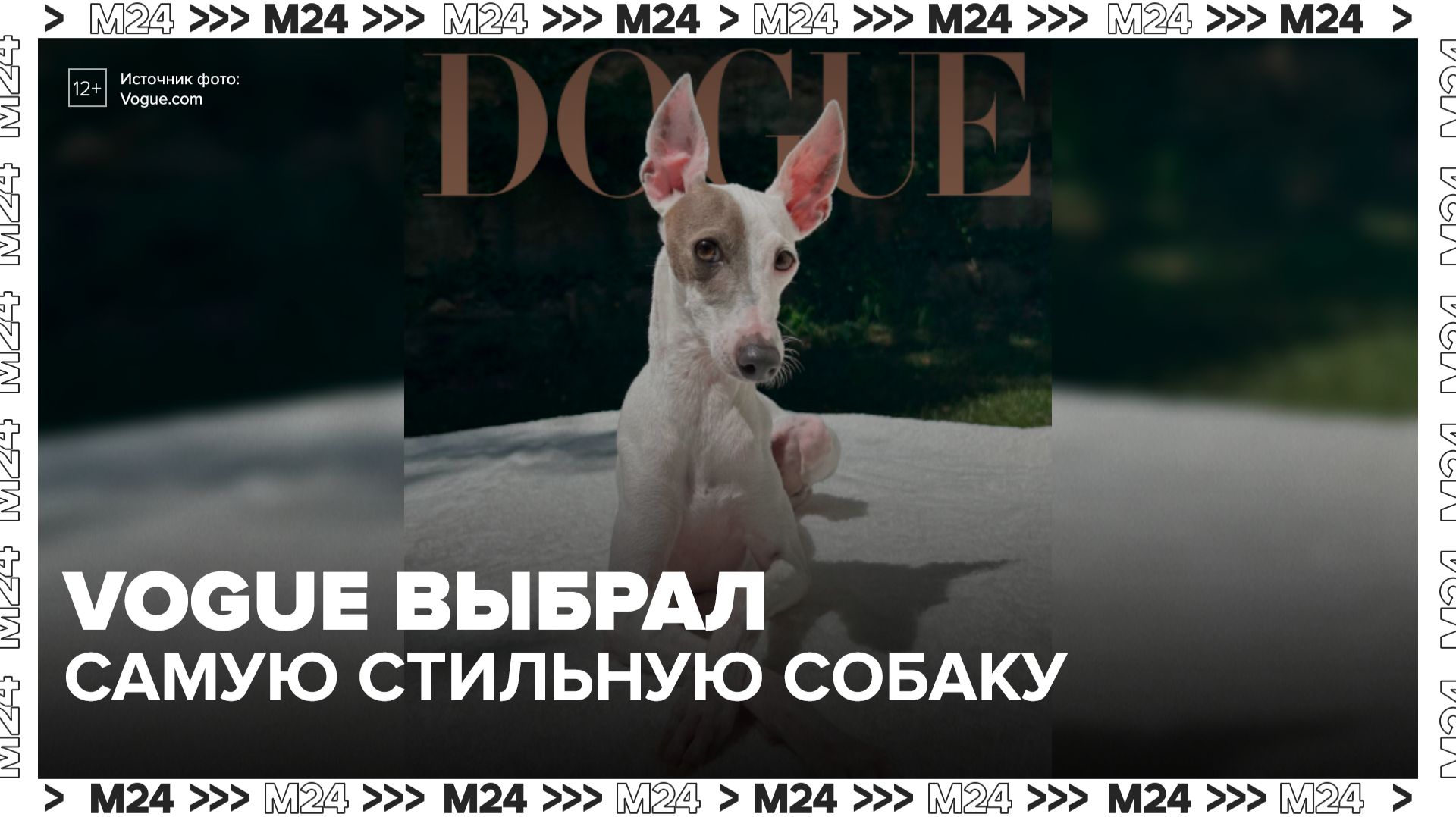 Vogue назвал самую стильную собаку 2026 года - Москва 24