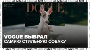 Vogue назвал самую стильную собаку 2026 года - Москва 24