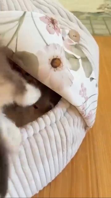 Котята.😺.