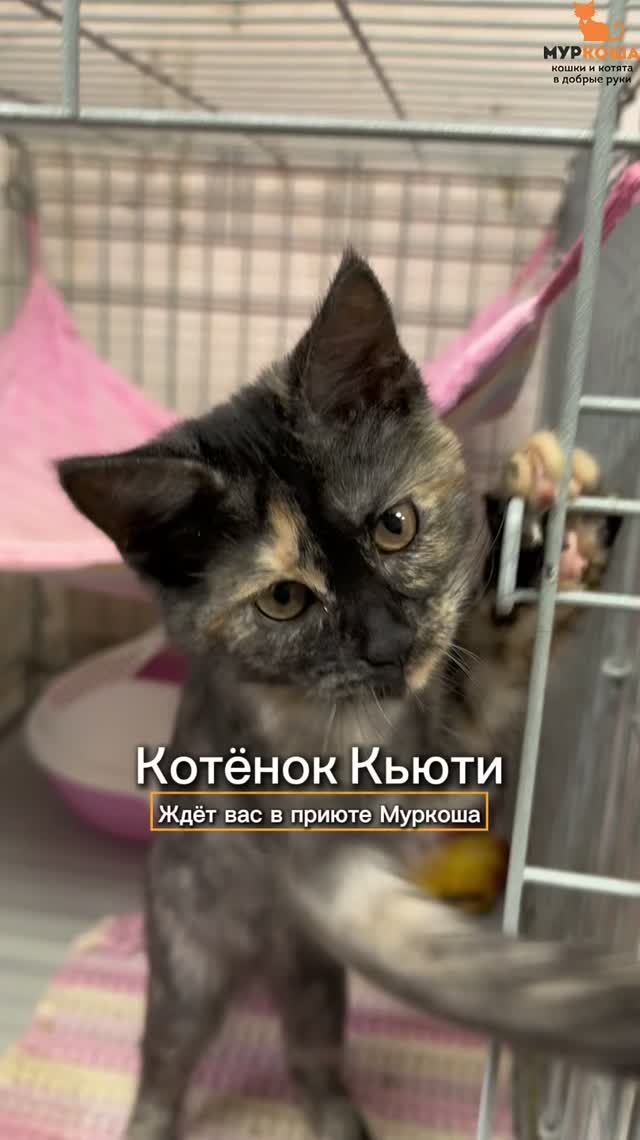 Кьюти ждёт вас в приюте #Муркоша