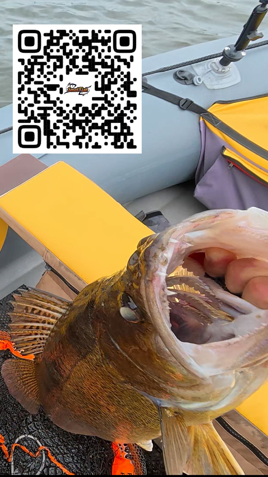 Трофейный судак на SmolFish!! Желтопуз в ТОПЕ приманок!!! #fishing #SmolFish #Ronin Rush SUPER SONIC