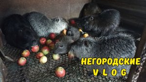 НУТРИИ: яблочные лакомки. 17.08.26