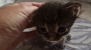 КОТЁНОК ЛУНТИК🤗🥰💋💕