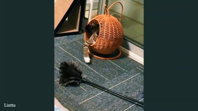 Смешные КОШКИ 😹😹😹  забавные животные 😂😂😂🤣 FUNNY CATS 🤣😹🤣