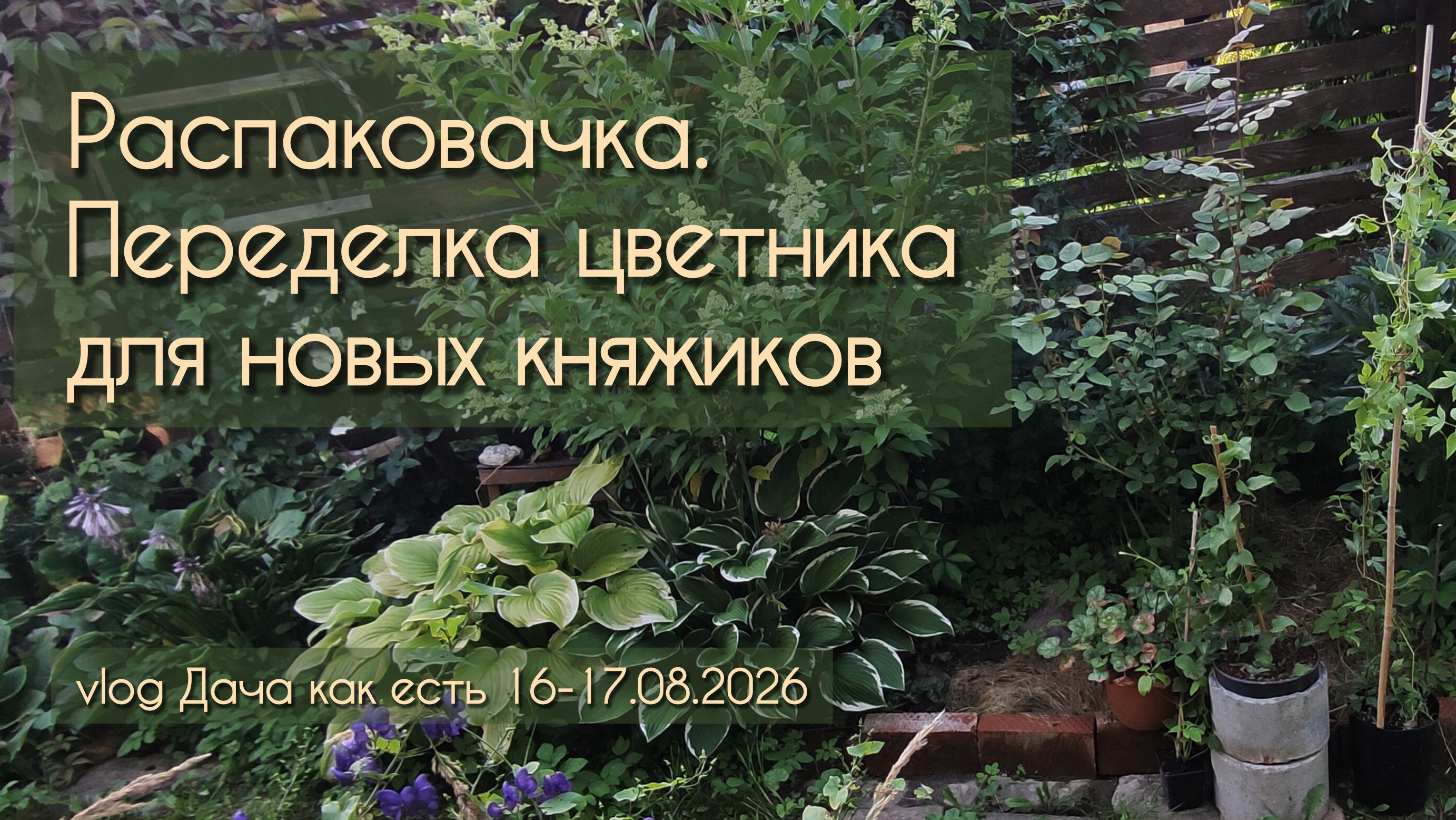 Мои новые княжики и преображение  цветника для них / Vlog Дача как есть 16-17.08.2026