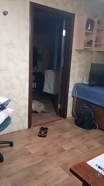 котяра не заценил авто