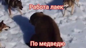 РАБОТА ЛАЕК ПО МЕДВЕДЮ(снято с коптера)