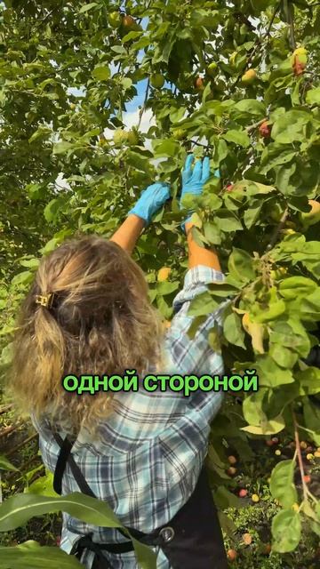Как ускорить созревание яблок на дереве и получить красивый румянец?