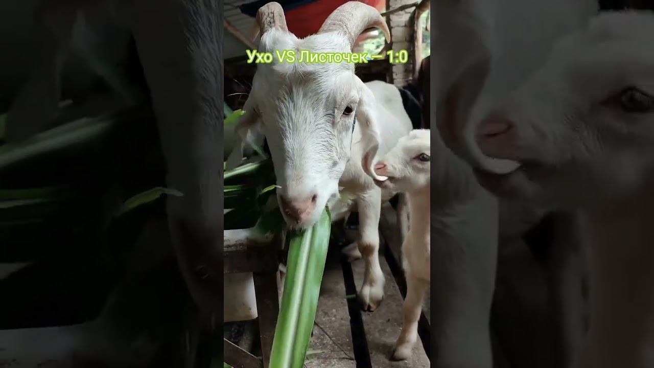 Деликатес для избранных: Почему мамино ухо вкуснее люцерны? #козьерябство