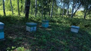 Август вновь без мёда, снимаем мёд, готовим пасеки к перевозке домой
