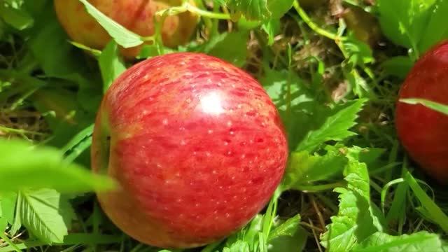 Яблочный Спас🍎🍏🍎Один из первых праздников урожая.