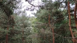 На таблетках на работу! Брать больничный или нет?