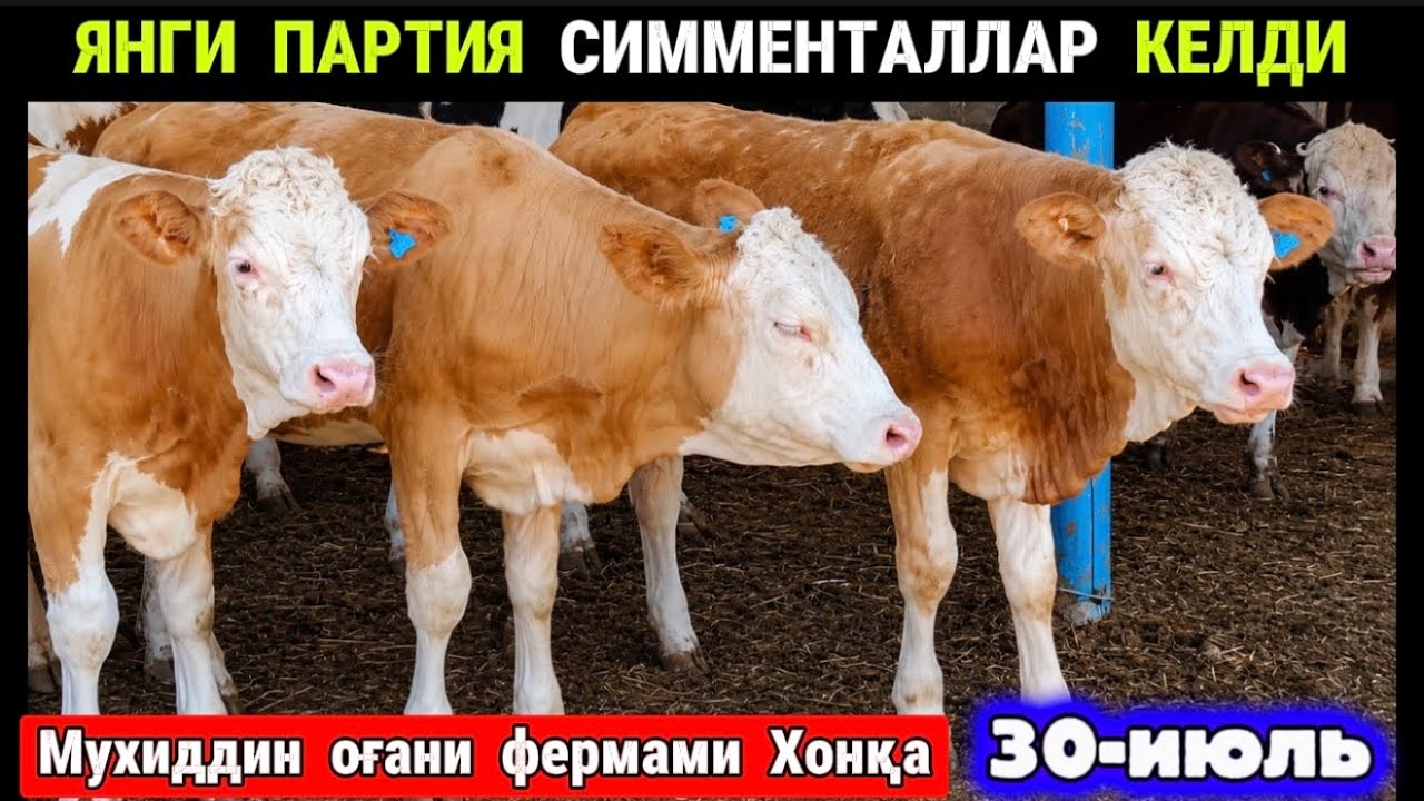 ЯНГИ ПАРТИЯ ЗОТДОР МОЛЛАР КЕЛДИ Мухиддин оғани фермаси Хонқа 30-июля 2026 г.
