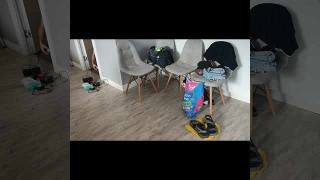 #кошки Один день из жизни бобтейлов