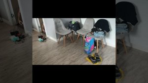 #кошки Один день из жизни бобтейлов