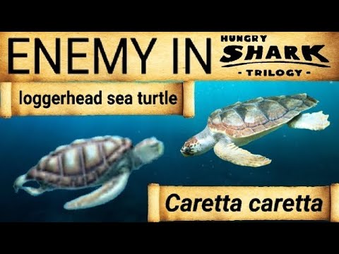 Loggerhead Sea Turtle. Enemy In Hungry Shark Trilogy