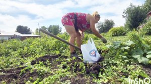 ДВА ДОМА В ДЕРЕВНЕ.ДОСТАЮТСЯ ЖЕ МНЕ ПЕТУХИ.ВСЕ ПОШЛО НЕ ТАК.ДАЧА И ОГОРОД, КАРТОШКА