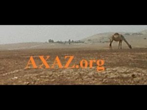 326. Verbs PAAL, 1st letter of the root AYIN, present tense. Hebrew for the shy.