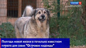 Полгода новой жизни в печально известном приюте для собак «Островок надежды»