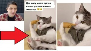 Новые МЕМЫ. Мини рука для кота!!! Срочно купить!!!! ахаха)))