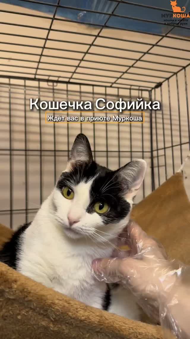 Софийка ждёт вас в приюте #Муркоша