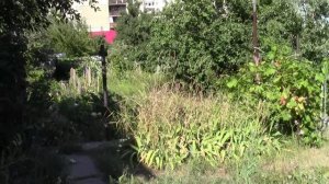 Яблоки сушоные и виноградный чай